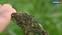 Гольяново переживает нашествие зеленых гусениц