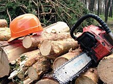 В Башкирии общий запас древесины составляет более 765 млн кубометров