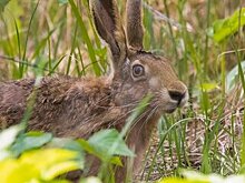 Экоцентр «Битцевский лес» выбрал зайца «хозяином леса» в 2021 году