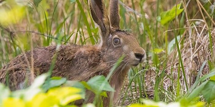 Экоцентр «Битцевский лес» выбрал зайца «хозяином леса» в 2021 году