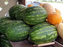 Врач рассказала, кому стоит отказаться от арбузов и дынь