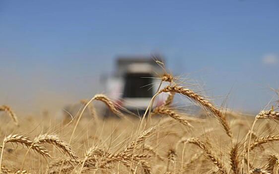 МИД РФ: зерновая сделка не работает