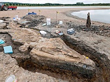 Крупнейшего «морского дракона» обнаружили в Великобритании