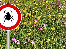 Препарат от энцефалита испытают на людях