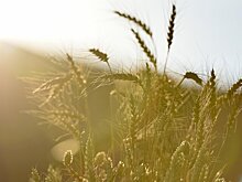 Экономист объяснил, почему Госдеп США озаботился зерновой сделкой