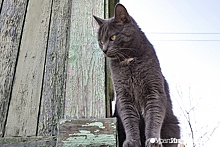 Депутат Госдумы предложил поставить в России памятники фронтовым котам