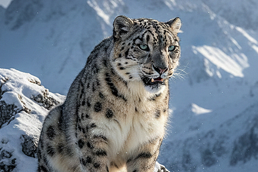 Лыжница в Китае выжила после нападения снежного барса благодаря шлему