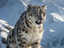 Лыжница в Китае выжила после нападения снежного барса благодаря шлему