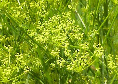 Против фасолевой зерновки изобрели защиту для семян из простого ферульника