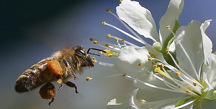Пчёлы заблокировали мост на российско-эстонской границе
