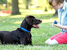 Костромские учащиеся-добровольцы из КГСХА помогут мобилизованным в уходе за их питомцами