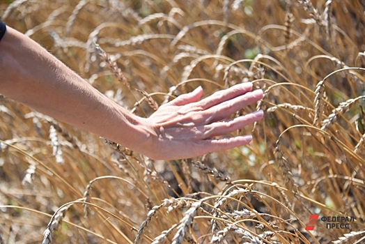 Юг России захватит саранча