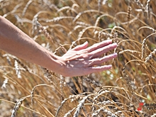 Юг России захватит саранча