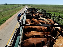 Костюк: появление скотных рынков даст толчок развитию животноводства