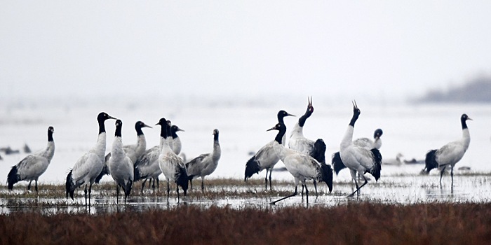Перелетные птицы прибывают на зимовку в заповедник Цаохай
