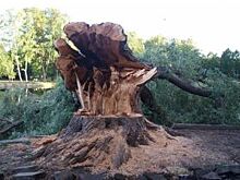 В пригороде Владивостока незаконно вырубали деревья