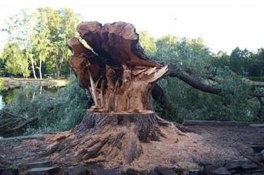 В пригороде Владивостока незаконно вырубали деревья