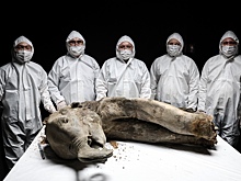 Почему ископаемых животных чаще всего находят в Якутии