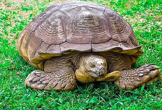 В Нигерии умерла 344-летняя черепаха