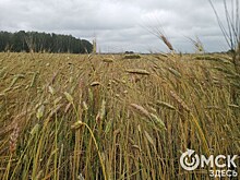 Мама мия! В Омске вырастили пшеницу для производства пасты