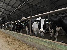 Молочная ферма "Экопродукт" планирует увеличить поголовье и расширить производственные мощности