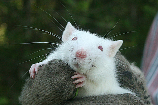 Крупный город в Прибалтике заполонили толпы крыс