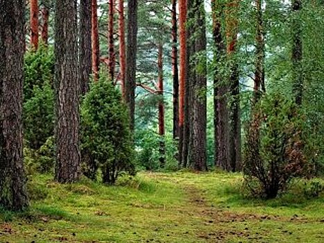 В Башкирии из-за засухи погибло 7 млн саженцев
