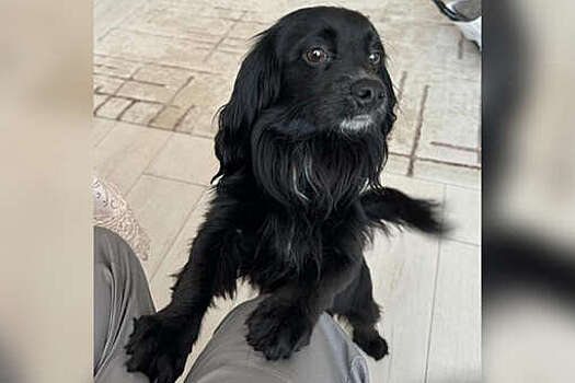 Жителю Камчатки, издевавшемуся над девушкой и ее собакой, грозит 15 лет колонии