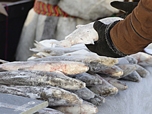 Чиновница из Приуралья попалась на хранении краснокнижного осетра