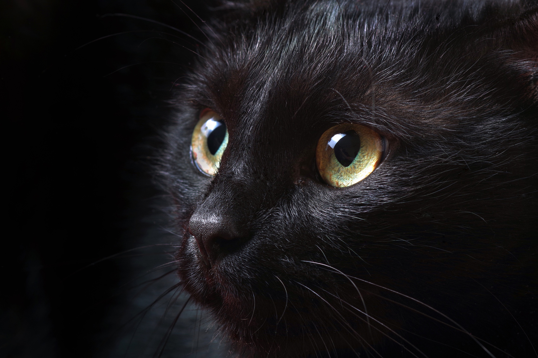 В Алуште массово погибли бездомные кошки