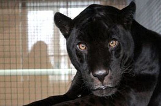 В красноярском зоопарке появился чёрный ягуар