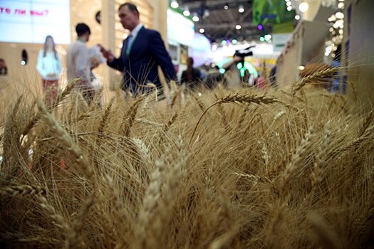 Минсельхоз РФ оценил урожай пшеницы в 69,3 млн тонн