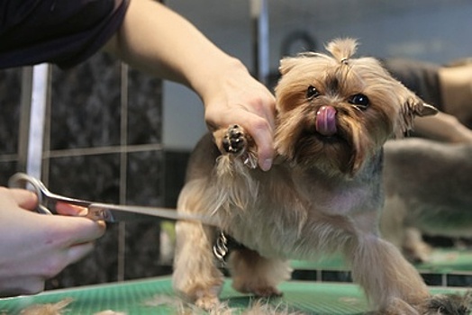 «Приглашаем обратно уволенных сотрудников»: как подмосковный бизнес выходит из карантина