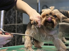 «Приглашаем обратно уволенных сотрудников»: как подмосковный бизнес выходит из карантина