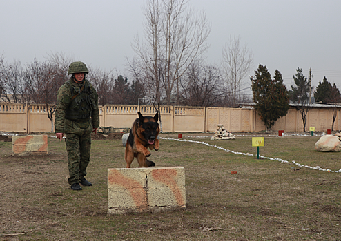 Разминирование горных серпантинов с помощью служебных собак выполнили саперы на учении Таджикистане