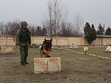Разминирование горных серпантинов с помощью служебных собак выполнили саперы на учении Таджикистане