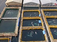 СКР заинтересовался "китовой тюрьмой" в Приморье