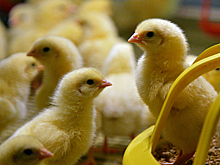 Украина резко нарастила закупки «американских» цыплят в России