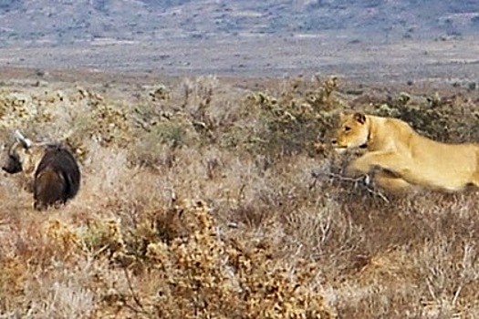 Гиена ускользнула от погнавшейся за ней игривой львицы и попала на видео