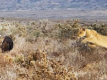 Гиена ускользнула от погнавшейся за ней игривой львицы и попала на видео