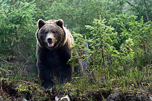 В Сахалинской области экстренно обследуют все территории близ лесов на наличие медведей