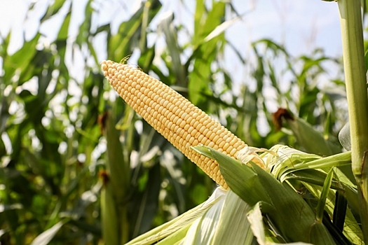 В Волгограде проверили 17 тысяч тонн кукурузы на экспорт в Иран