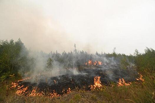 Пульмонолог предупредил о последствиях дыма от горящей травы
