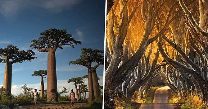 Удивительные и необычные леса со всего мира