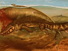 Палеонтологи рассказали, как погибла доисторическая морская корова, найденная в Венесуэле