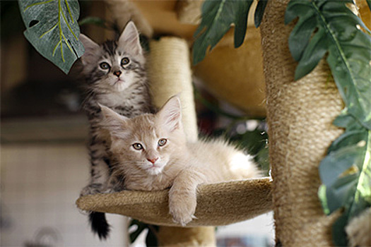 В Новосибирске суд поделил совместно нажитых котов пары