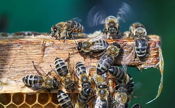 Пчелкам поставят клеймо на заднее место. Пчелы не бараны, они дадут отпор Минсельхозу