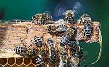 Пчелкам поставят клеймо на заднее место. Пчелы не бараны, они дадут отпор Минсельхозу