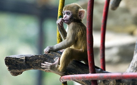 Четырех незаконно вывезенных из Вьетнама макак передадут зоопарку Саранска