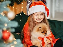 Как снизить стресс у животного во время салюта